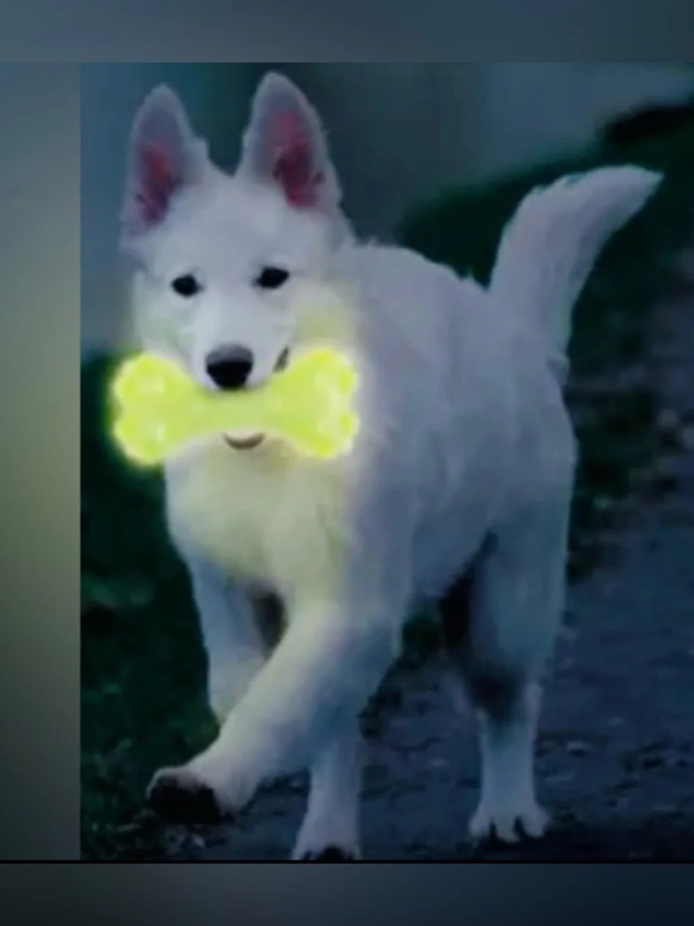 Nerf Dog™ Glow Squeak Bubble Bone, Nerf Dog Glow Football & Nerf Dog Glow Balls